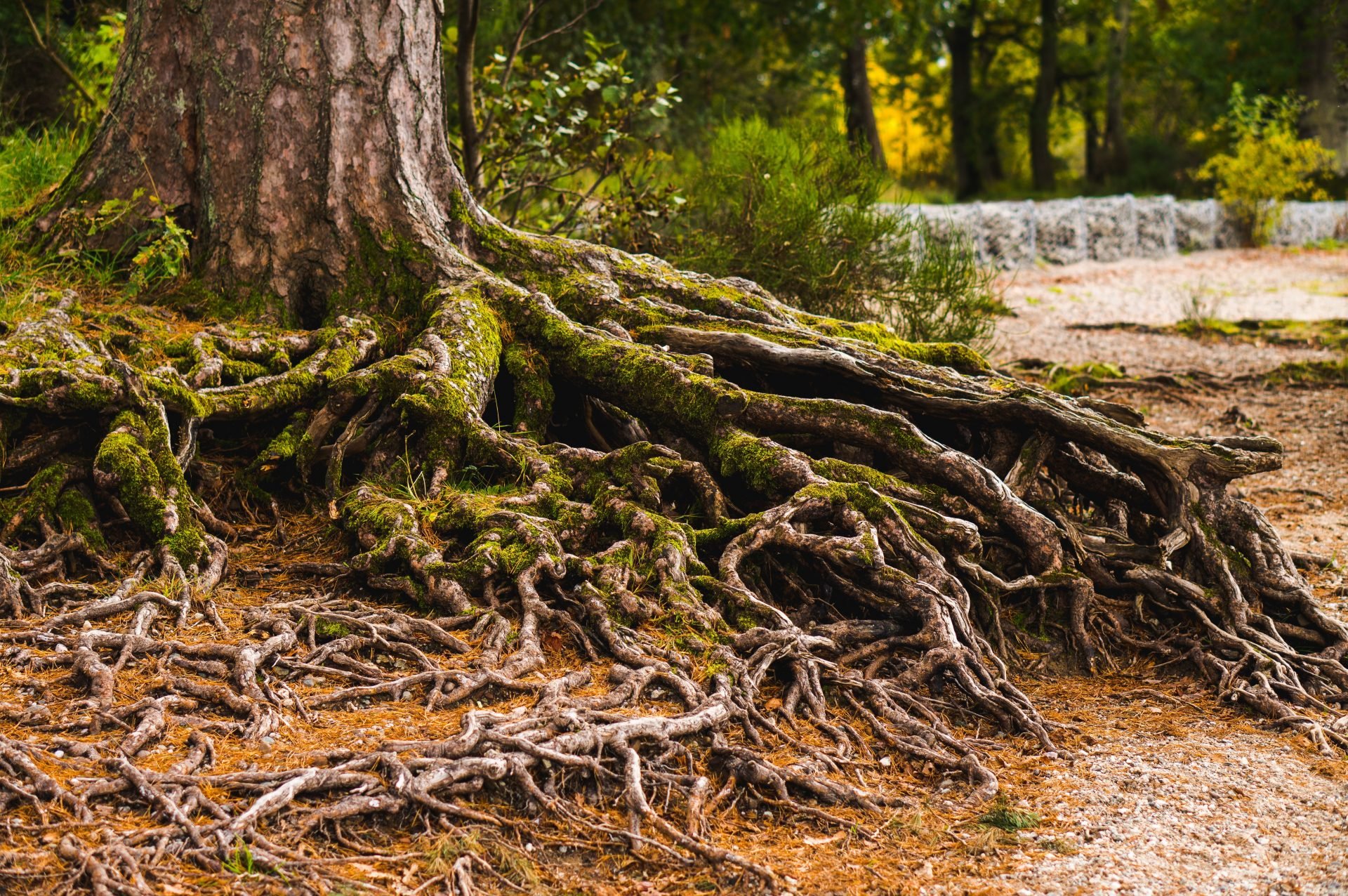 tree